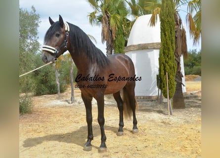 PRE, Hengst, 3 Jaar, 163 cm, Brown Falb schimmel