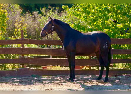 PRE, Hengst, 3 Jaar, 163 cm, Donkerbruin