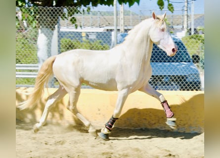 PRE Mix, Hengst, 3 Jaar, 163 cm, Perlino