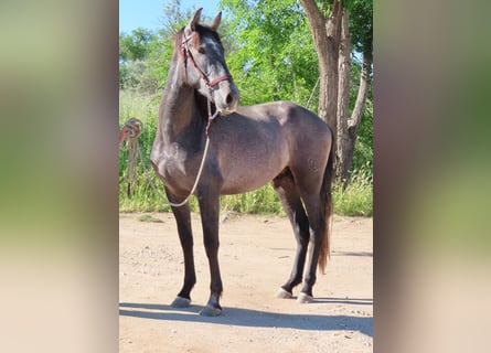 PRE Mix, Hengst, 3 Jaar, 163 cm, Schimmel