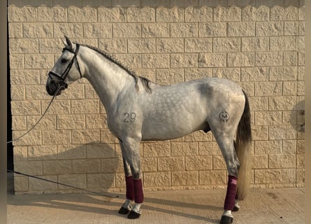 PRE Mix, Hengst, 3 Jaar, 163 cm, Schimmel