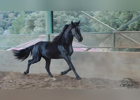 PRE, Hengst, 3 Jaar, 163 cm, Zwart