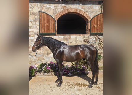 PRE Mix, Hengst, 3 Jaar, 164 cm, Bruin