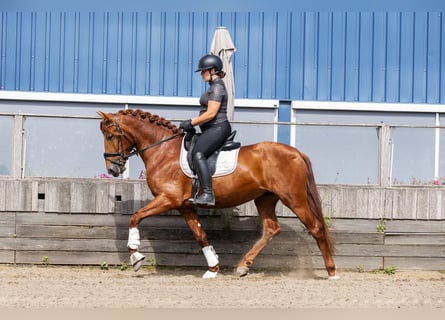 PRE, Hengst, 3 Jaar, 164 cm, Vos