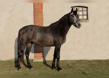 PRE Mix, Hengst, 3 Jaar, 164 cm, Zwartschimmel