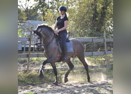 PRE, Hengst, 3 Jaar, 165 cm, Blauwschimmel