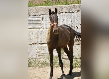 PRE, Hengst, 3 Jaar, 165 cm, Bruin