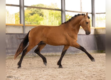PRE Mix, Hengst, 3 Jaar, 165 cm, Buckskin