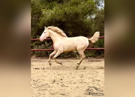 PRE, Hengst, 3 Jaar, 165 cm, Cremello