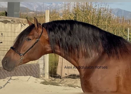 PRE Mix, Hengst, 3 Jaar, 165 cm, Donkerbruin