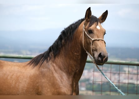 PRE Mix, Hengst, 3 Jaar, 165 cm, Falbe