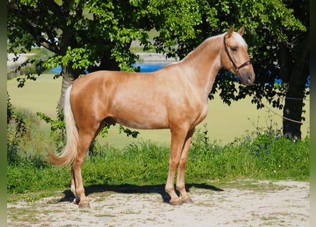 PRE Mix, Hengst, 3 Jaar, 165 cm, Palomino