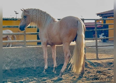 PRE, Hengst, 3 Jaar, 165 cm, Palomino