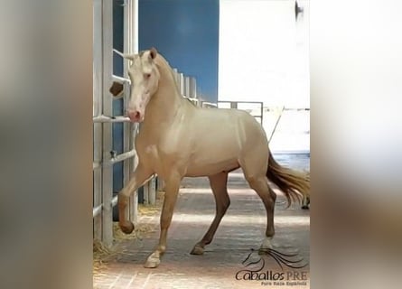 PRE Mix, Hengst, 3 Jaar, 165 cm, Perlino