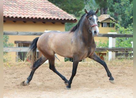 PRE, Hengst, 3 Jaar, 165 cm, Rood schimmel