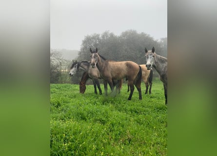 PRE, Hengst, 3 Jaar, 165 cm, Schimmel