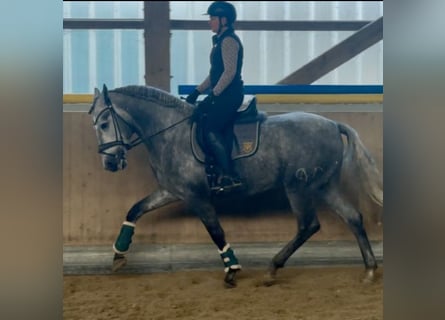 PRE Mix, Hengst, 3 Jaar, 165 cm, Schimmel