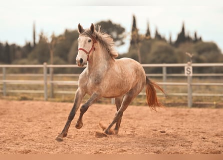 PRE, Hengst, 3 Jaar, 165 cm, Schimmel