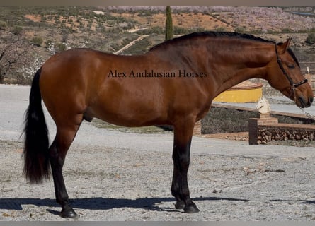 PRE Mix, Hengst, 3 Jaar, 166 cm, Bruin