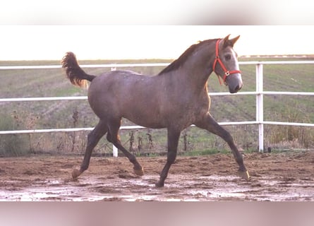 PRE Mix, Hengst, 3 Jaar, 166 cm, Schimmel