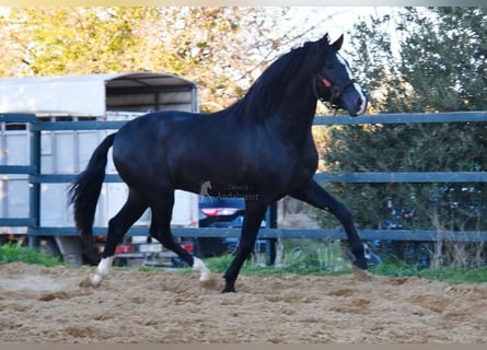 PRE Mix, Hengst, 3 Jaar, 166 cm, Zwart