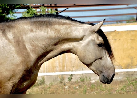 PRE, Hengst, 3 Jaar, 167 cm, Buckskin