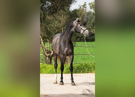 PRE Mix, Hengst, 3 Jaar, 167 cm, Schimmel