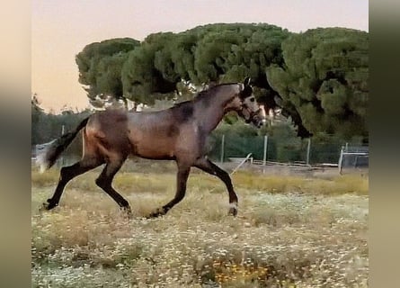PRE Mix, Hengst, 3 Jaar, 168 cm, Appelschimmel