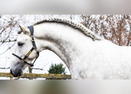 PRE Mix, Hengst, 3 Jaar, 168 cm, Schimmel