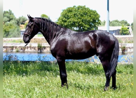 PRE Mix, Hengst, 3 Jaar, 169 cm, Zwart