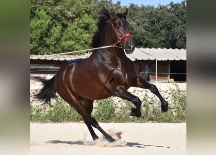 PRE, Hengst, 3 Jaar, 170 cm, Bruin