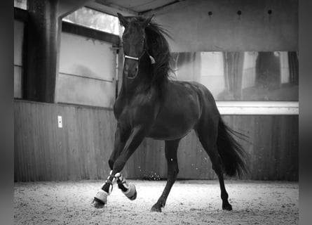 PRE Mix, Hengst, 3 Jaar, 170 cm, Zwart