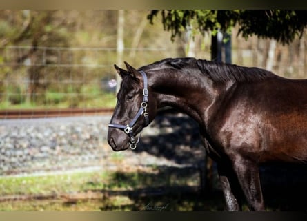 PRE, Hengst, 3 Jaar, 172 cm, Donkerbruin