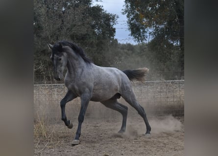 PRE, Hengst, 3 Jaar, 174 cm, Schimmel