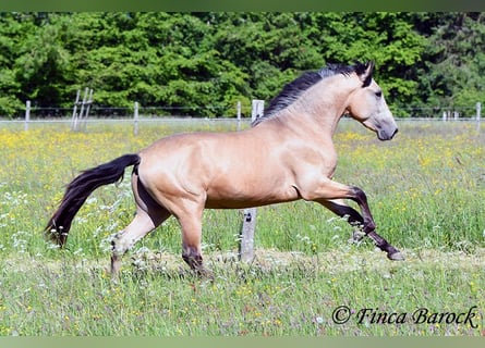 PRE Mix, Hengst, 3 Jahre, 151 cm, Buckskin