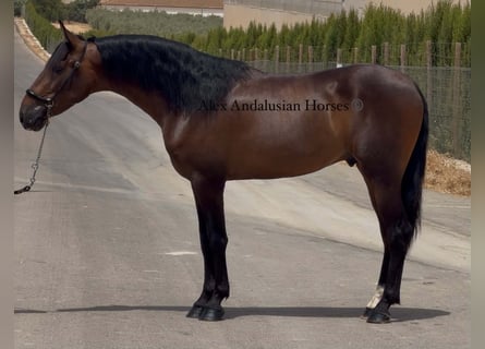 PRE Mix, Hengst, 3 Jahre, 155 cm, Brauner