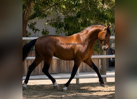PRE Mix, Hengst, 3 Jahre, 155 cm, Brauner