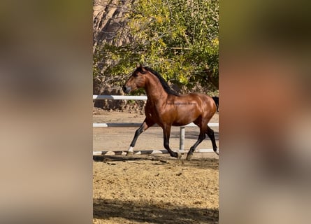 PRE Mix, Hengst, 3 Jahre, 155 cm, Brauner