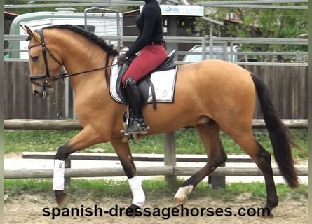 PRE Mix, Hengst, 3 Jahre, 156 cm, Falbe