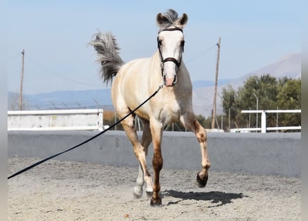 PRE, Hengst, 3 Jahre, 156 cm, Schimmel