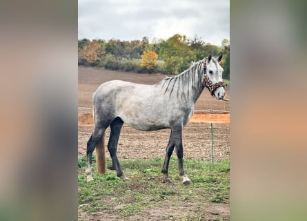 PRE Mix, Hengst, 3 Jahre, 157 cm, Blauschimmel