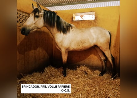 PRE Mix, Hengst, 3 Jahre, 157 cm