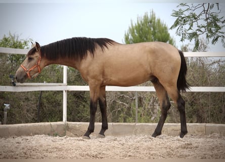 PRE, Hengst, 3 Jahre, 158 cm, Buckskin