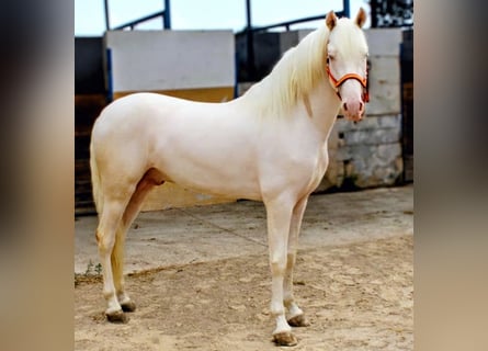 PRE, Hengst, 3 Jahre, 158 cm, Cremello