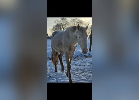PRE Mix, Hengst, 3 Jahre, 158 cm, Cremello