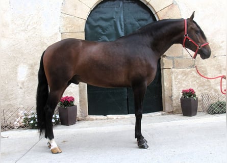 PRE Mix, Hengst, 3 Jahre, 158 cm, Dunkelbrauner