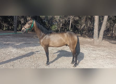 PRE, Hengst, 3 Jahre, 158 cm, Falbe