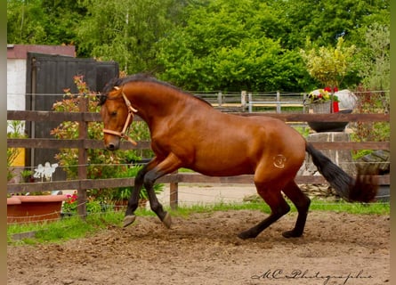 PRE Mix, Hengst, 3 Jahre, 158 cm, Hellbrauner