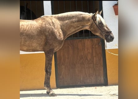 PRE Mix, Hengst, 3 Jahre, 158 cm, Palomino