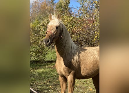 PRE Mix, Hengst, 3 Jahre, 158 cm, Palomino